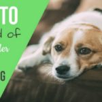 8 Effective Tips for How to Get Rid of Pet Dander