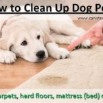 How to Clean Up Dog Pee (Complete Guide)
