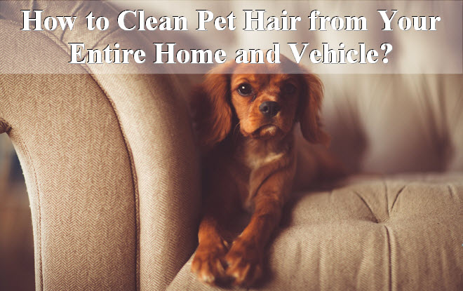how to clean pet hair